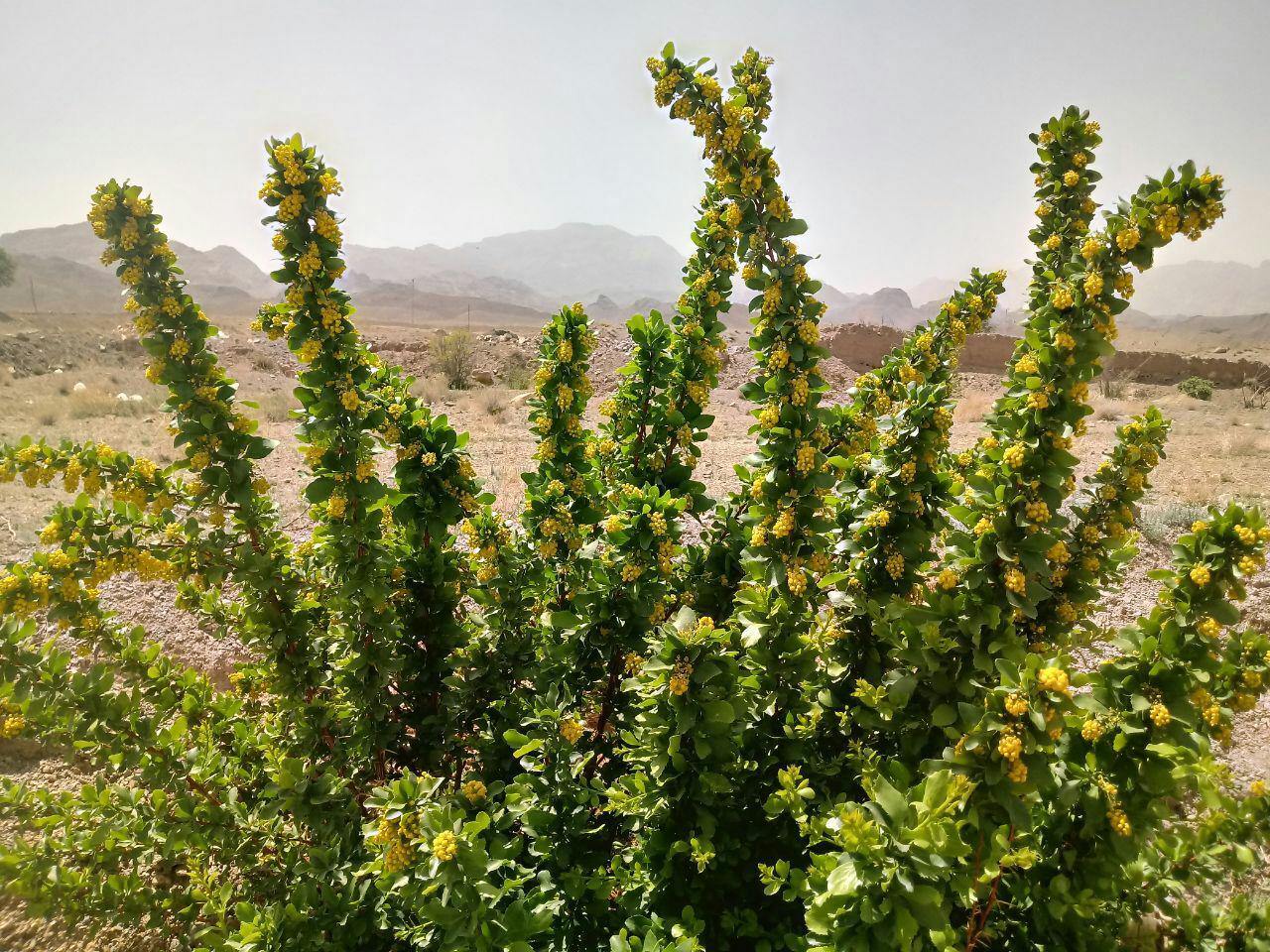 Berberis