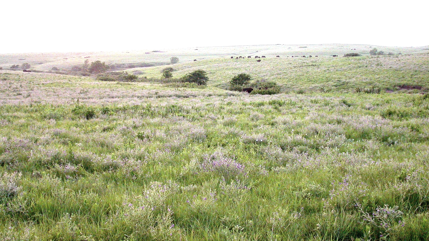 grassland