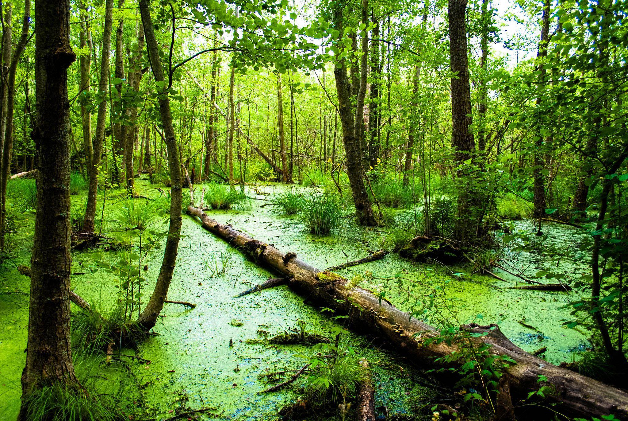 swamp