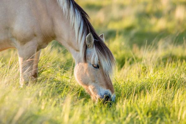 a grazing horse