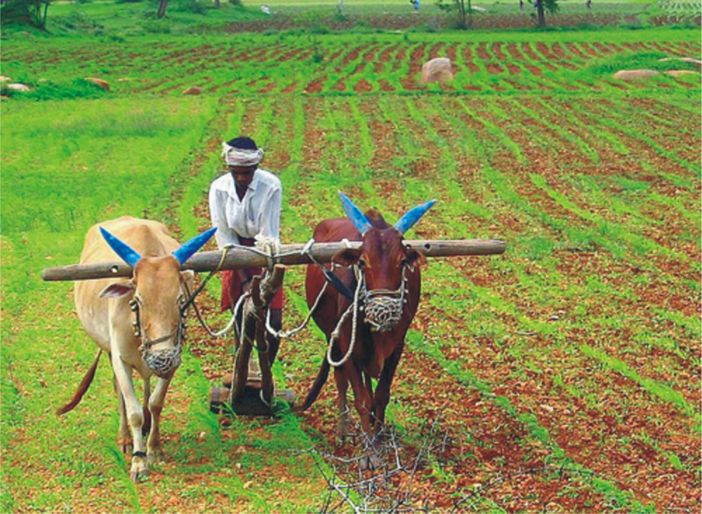 Indian farmer