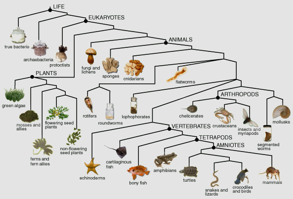 The tree of life